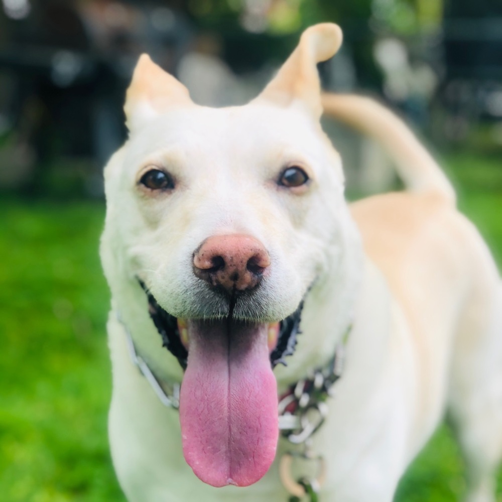 Meet your Posher, Devin